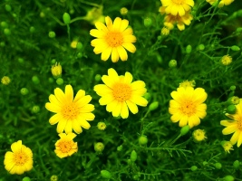 Spring field flowers for preschool activities